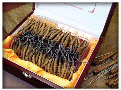 涪陵冬虫夏草回收